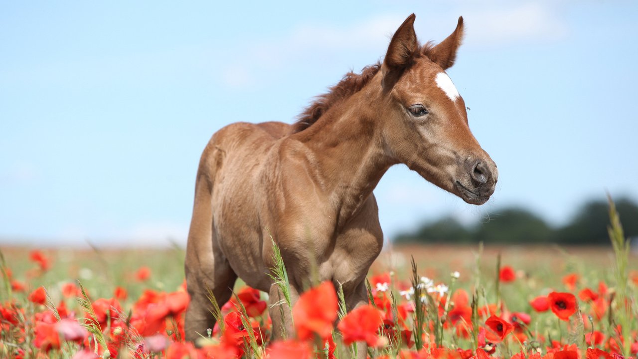 Обои лошадь, конь, жеребенок, horse, foal разрешение 1920x1200 Загрузить