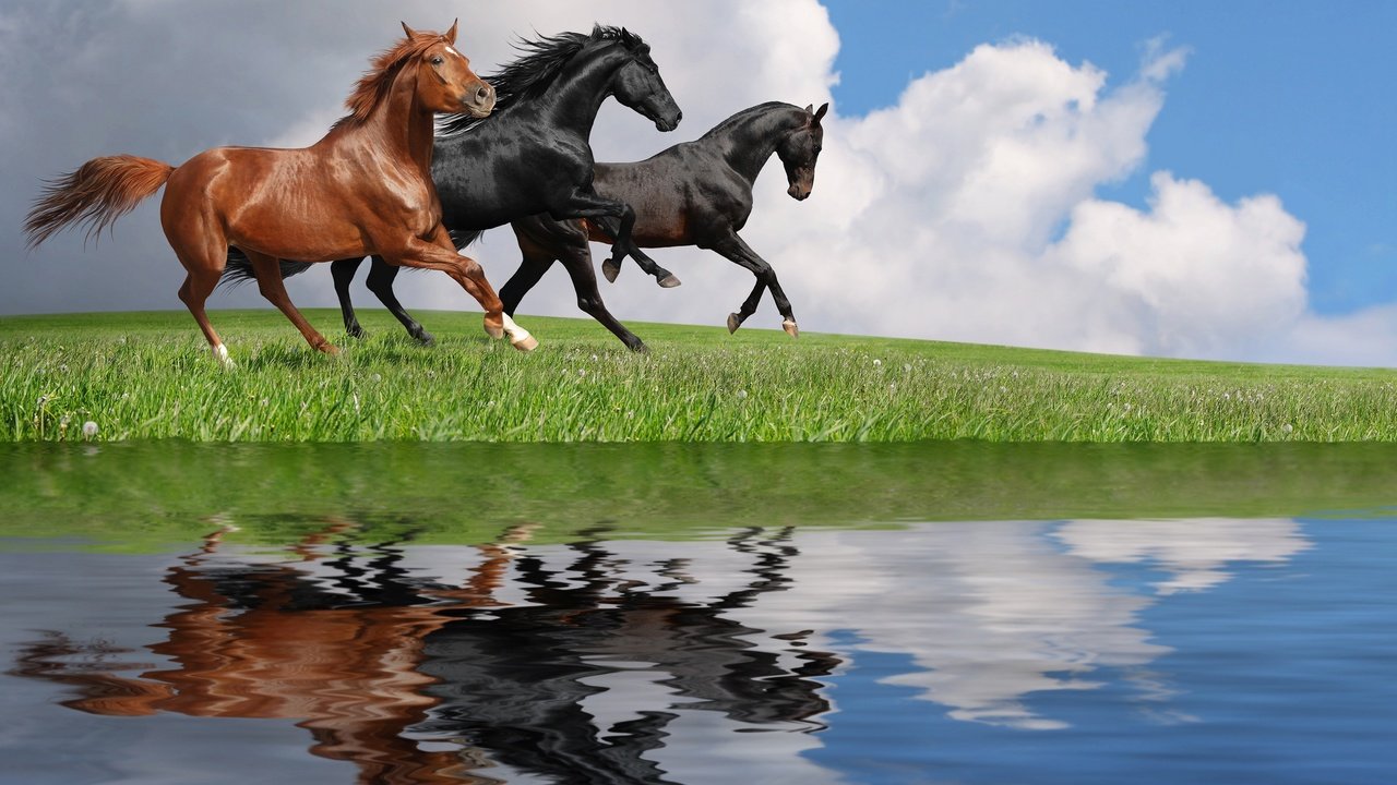 Обои небо, трава, облака, вода, отражение, лошади, кони, the sky, grass, clouds, water, reflection, horse, horses разрешение 2880x1800 Загрузить