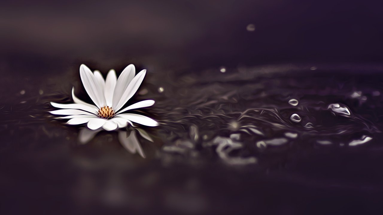 Обои вода, фон, цветок, капли, белый, космея, water, background, flower, drops, white, kosmeya разрешение 2048x1365 Загрузить