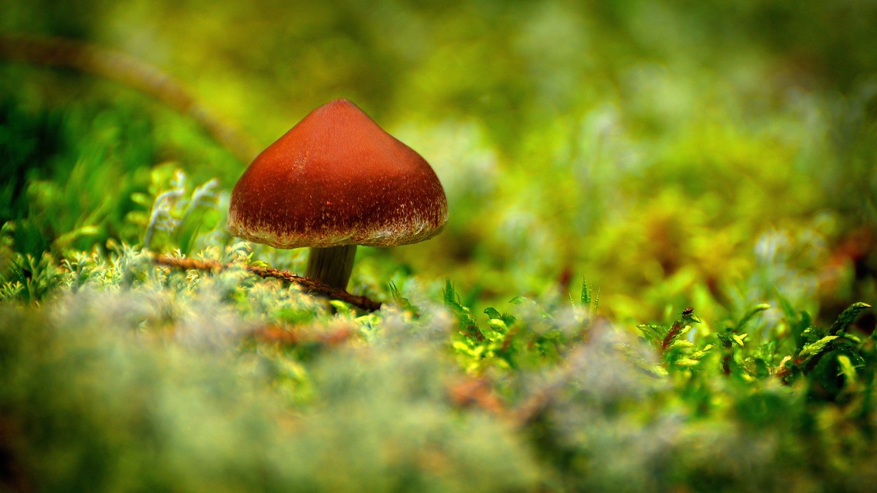 Обои лес, гриб, мох, forest, mushroom, moss разрешение 2560x1700 Загрузить