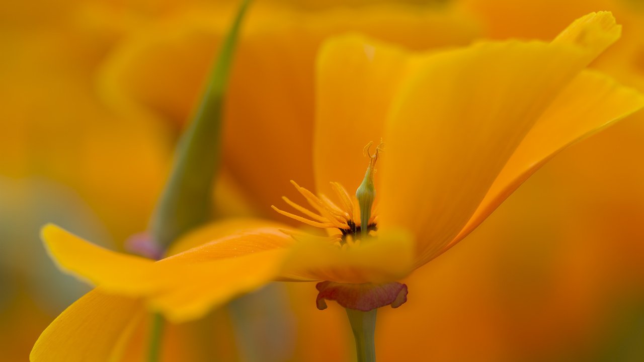 Обои желтый, макро, цветок, лепестки, эшштольция калифорнийская, yellow, macro, flower, petals, escholzia california разрешение 2048x1365 Загрузить