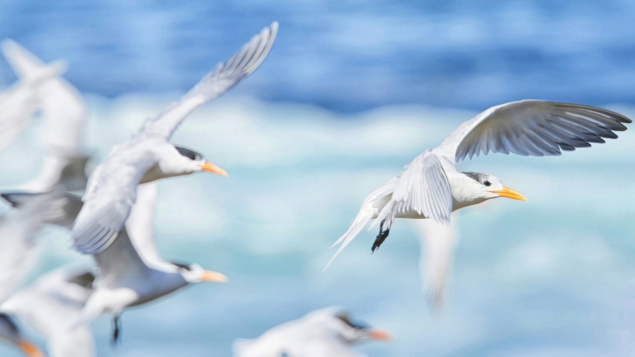 Обои море, полет, крылья, чайка, птицы, клюв, чайки, sea, flight, wings, seagull, birds, beak, seagulls разрешение 2048x1336 Загрузить