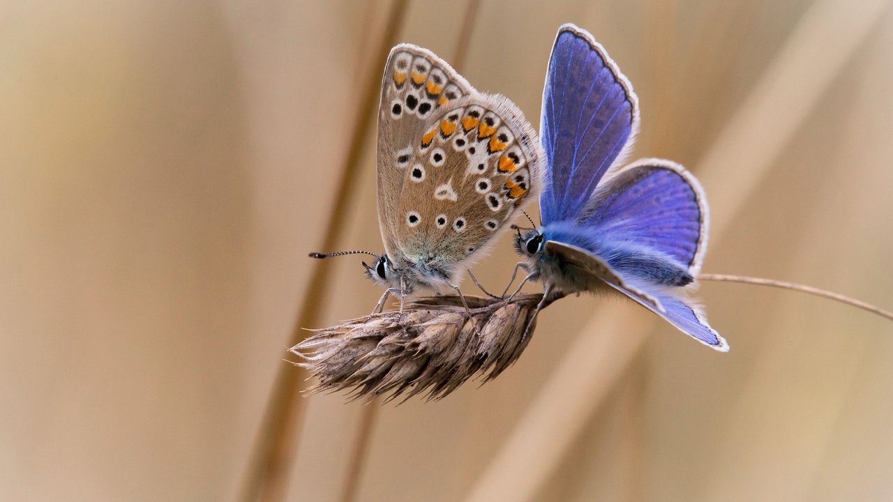 Обои фон, насекомые, бабочки, колосок, две, background, insects, butterfly, spike, two разрешение 1920x1200 Загрузить