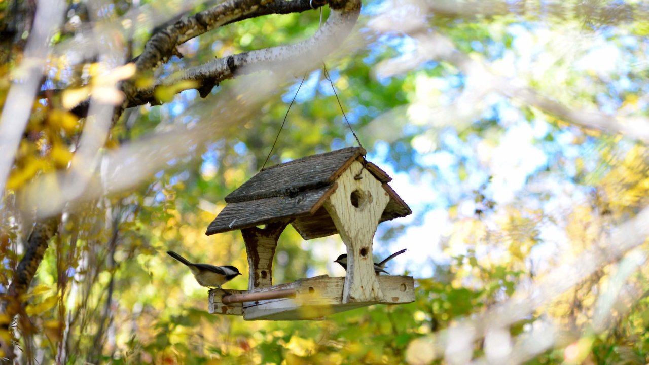 Обои осень, птицы, домик, кормушка, синицы, autumn, birds, house, feeder, tits разрешение 2048x1356 Загрузить