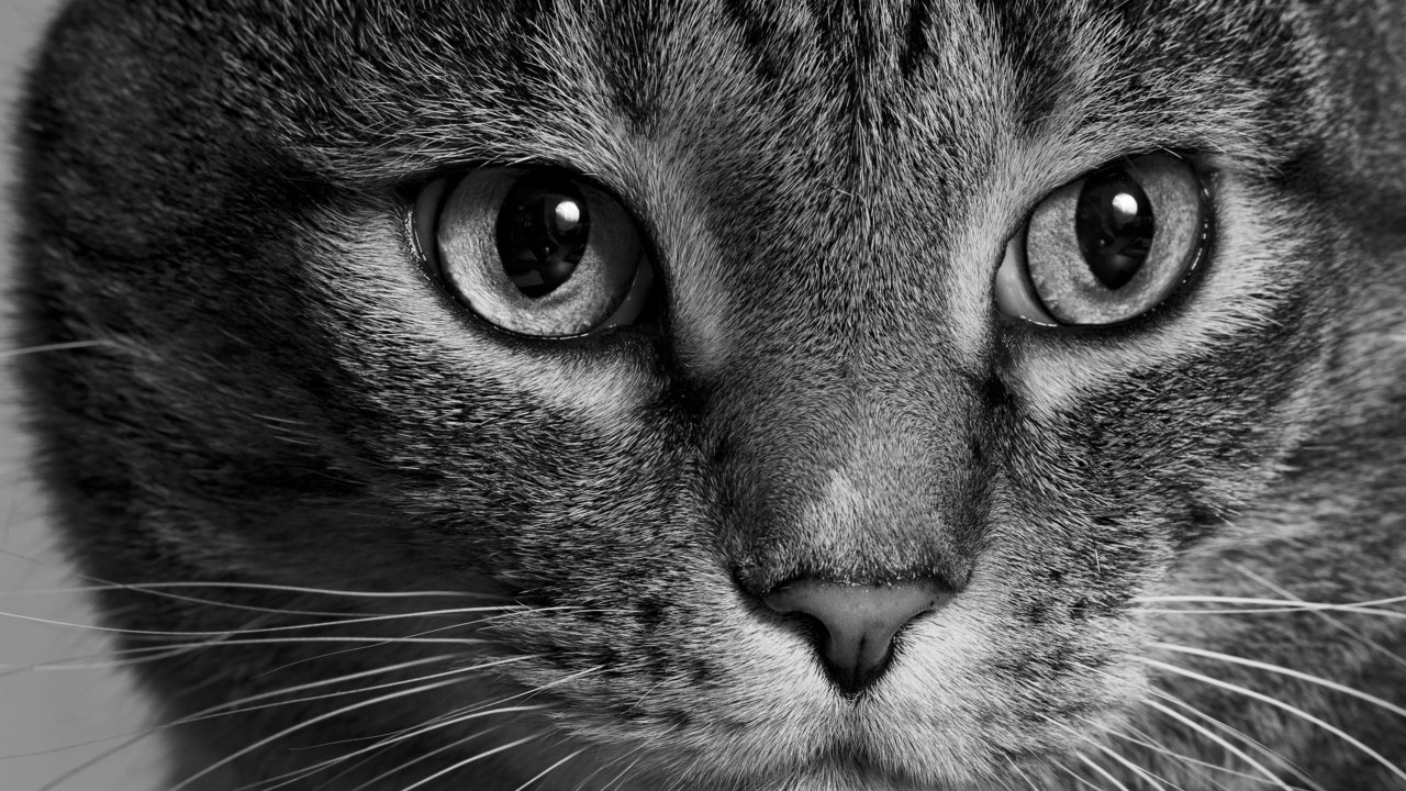 Обои морда, кот, кошка, взгляд, чёрно-белое, face, cat, look, black and white разрешение 2880x1908 Загрузить