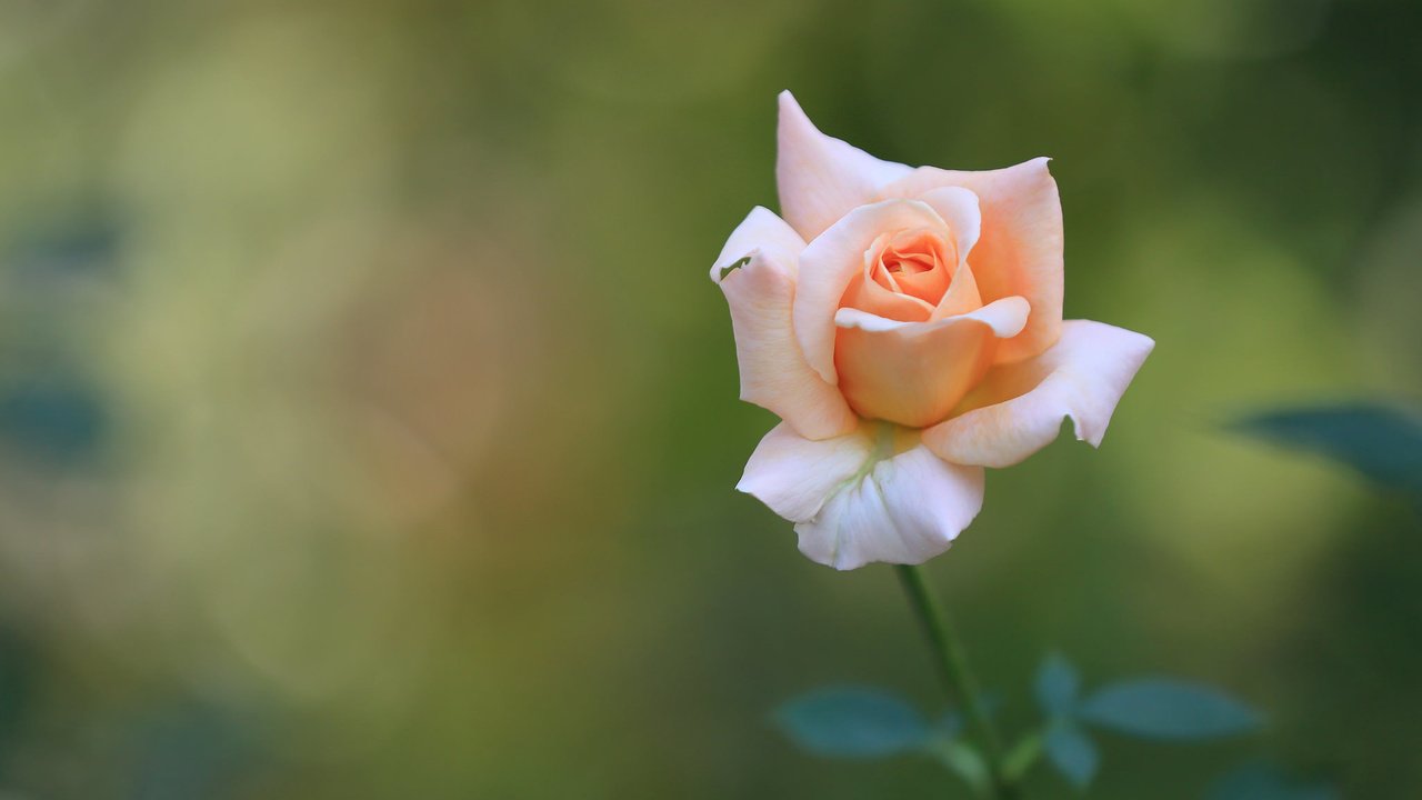 Обои природа, цветок, роза, осень, розовая, nature, flower, rose, autumn, pink разрешение 2048x1365 Загрузить