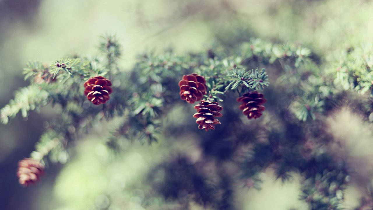 Обои ветка, природа, елка, хвоя, размытость, шишки, сосна, branch, nature, tree, needles, blur, bumps, pine разрешение 1920x1200 Загрузить