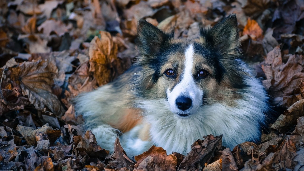 Обои листва, взгляд, собака, лежит, пес, преданность, лохматая, foliage, look, dog, lies, devotion, shaggy разрешение 2560x1600 Загрузить