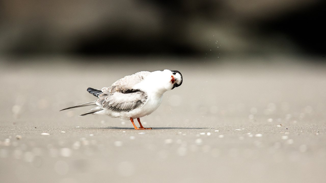 Обои песок, пляж, тень, птица, любопытство, боке, sand, beach, shadow, bird, curiosity, bokeh разрешение 2048x1365 Загрузить