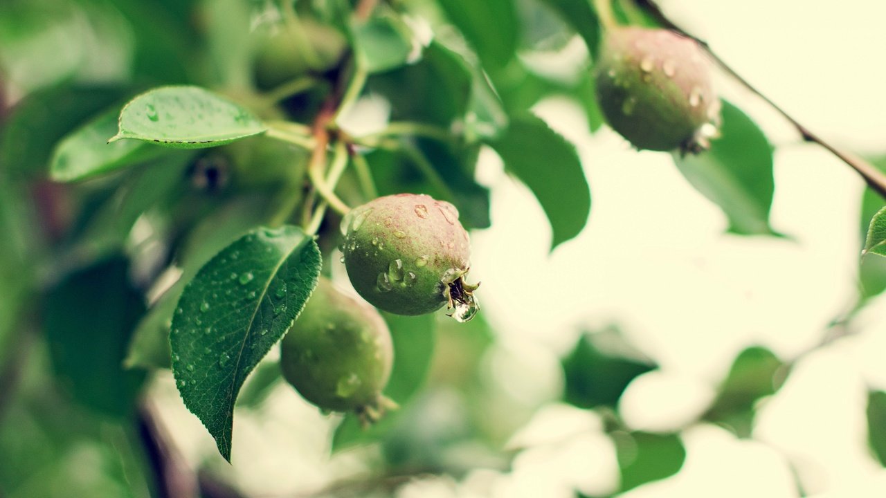 Обои природа, лето, фрукты, дождь, груши, зеленые ветви, nature, summer, fruit, rain, pear, green branches разрешение 4500x3000 Загрузить