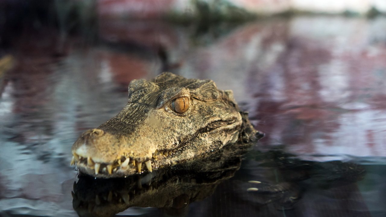 Обои глаза, вода, отражение, зубы, крокодил, пасть, пресмыкающиеся, eyes, water, reflection, teeth, crocodile, mouth, reptiles разрешение 1920x1103 Загрузить