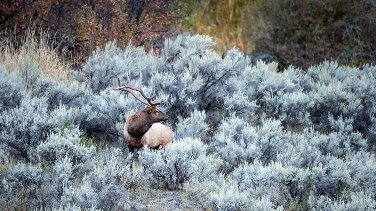 Обои природа, лес, олень, иней, осень, рога, nature, forest, deer, frost, autumn, horns разрешение 2560x1454 Загрузить