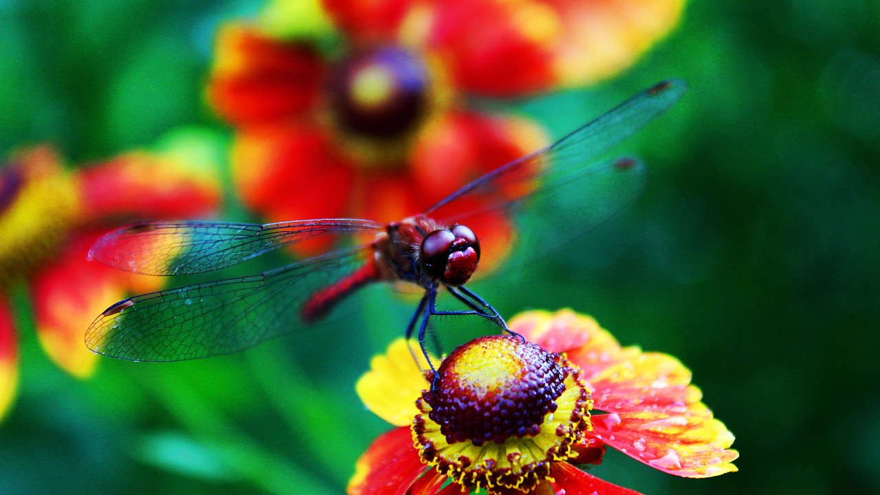 Обои цветы, лето, стрекоза,  цветы, летнее, flowers, summer, dragonfly разрешение 3456x2304 Загрузить