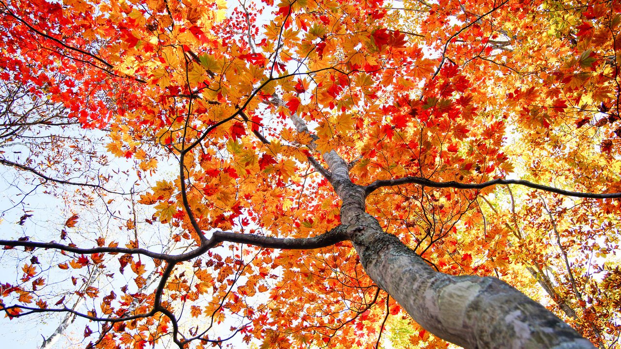 Обои дерево, листья, осень, ствол, tree, leaves, autumn, trunk разрешение 2048x1365 Загрузить