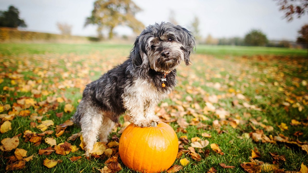 Обои взгляд, собака, друг, тыква, look, dog, each, pumpkin разрешение 2560x1600 Загрузить