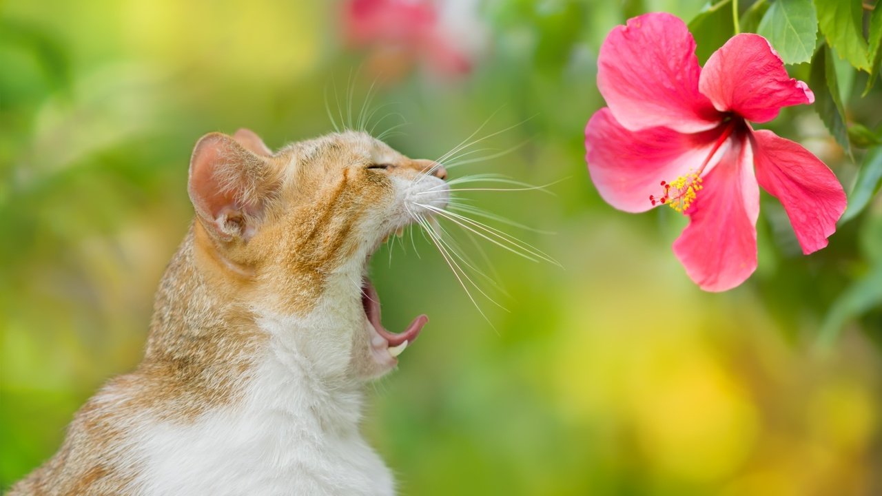 Обои фон, цветок, кот, кошка, зевает, background, flower, cat, yawns разрешение 2048x1365 Загрузить