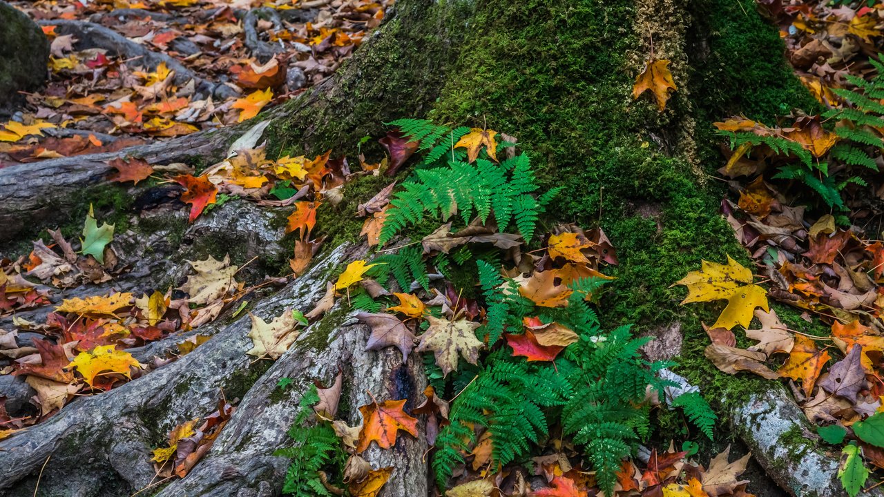 Обои дерево, листья, осень, мох, tree, leaves, autumn, moss разрешение 2048x1491 Загрузить