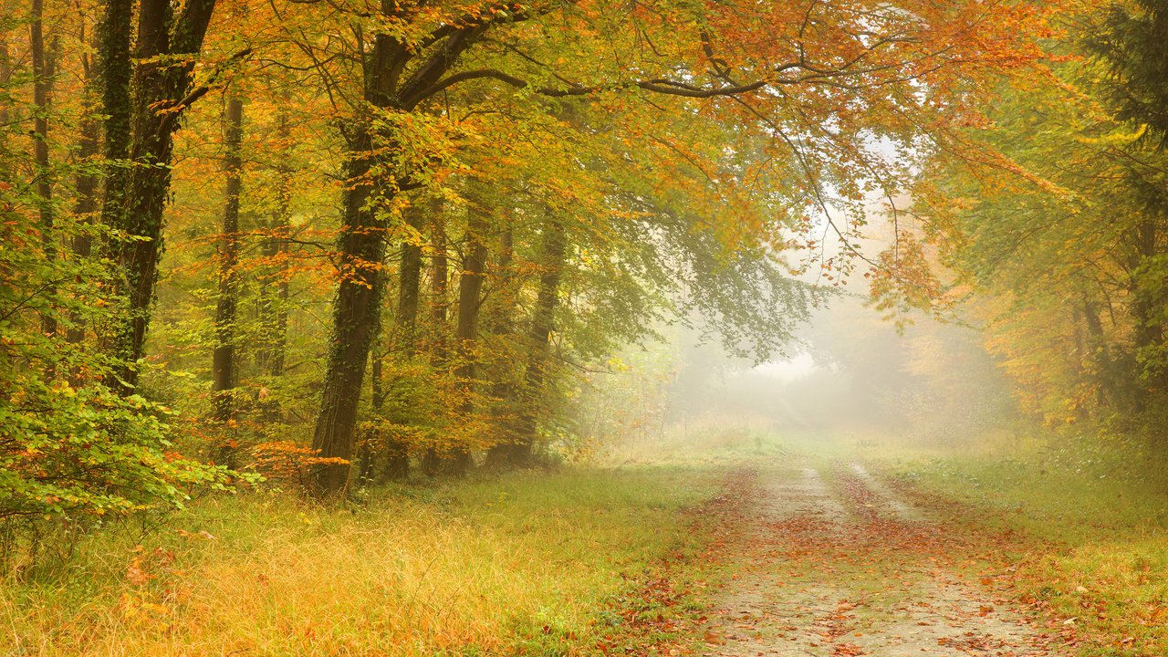 Обои дорога, листья, пейзаж, туман, дорожка, осень, road, leaves, landscape, fog, track, autumn разрешение 2048x1365 Загрузить
