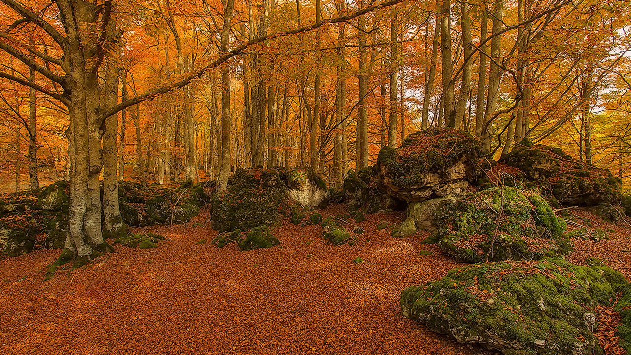 Обои деревья, камни, лес, осень, мох, испания, urabain, страна басков, trees, stones, forest, autumn, moss, spain, basque country разрешение 1920x1280 Загрузить