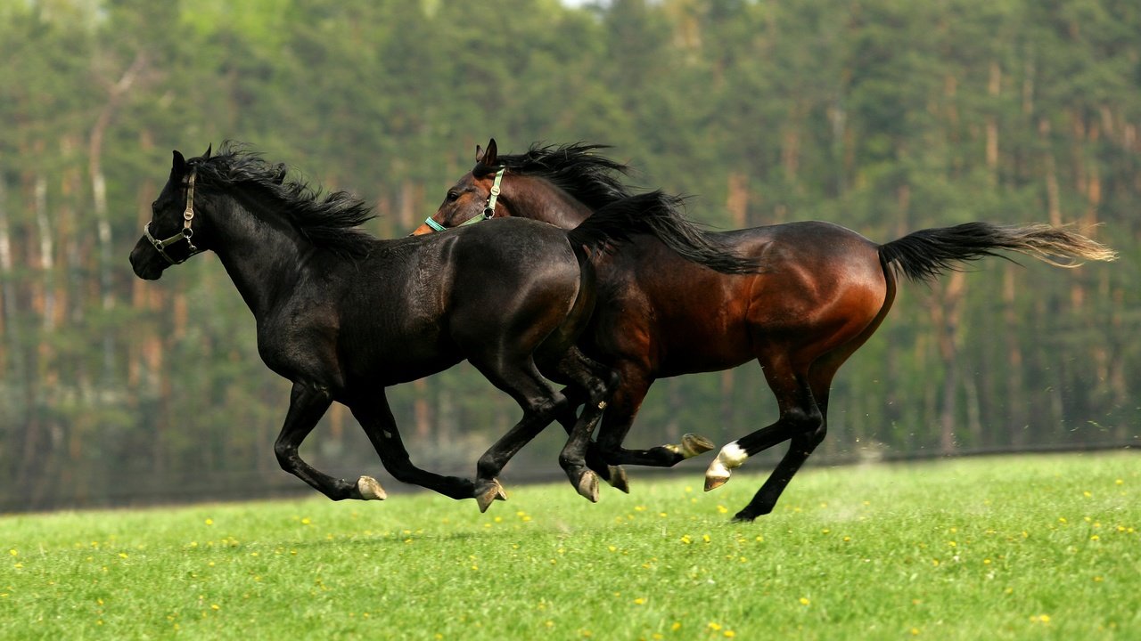 Обои зелень, лес, поле, лето, лошади, кони, два, двое, скачут, jump, greens, forest, field, summer, horse, horses, two разрешение 2880x1920 Загрузить