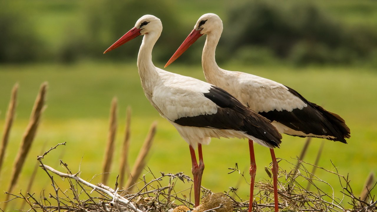 Обои природа, птицы, аисты, nature, birds, storks разрешение 2560x1600 Загрузить