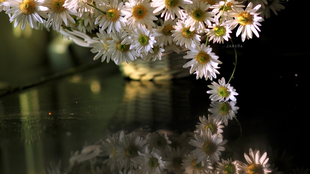 Обои цветы, отражение, ромашки, отрожение, flowers, reflection, chamomile, otrozhenie разрешение 2560x1707 Загрузить