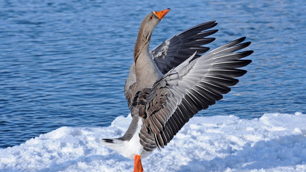 Обои вода, снег, крылья, танец, гусь, water, snow, wings, dance, goose разрешение 2400x1635 Загрузить