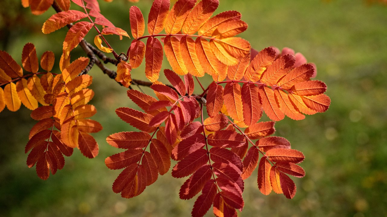 Обои ветка, природа, листья, осень, рябина, боке, багрянец, осенние листья, branch, nature, leaves, autumn, rowan, bokeh, the crimson, autumn leaves разрешение 2048x1367 Загрузить