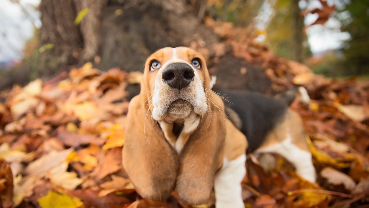 Обои природа, взгляд, осень, собака, друг, пес, бассет, бассет-хаунд, nature, look, autumn, dog, each, bassett, the basset hound разрешение 2998x1801 Загрузить