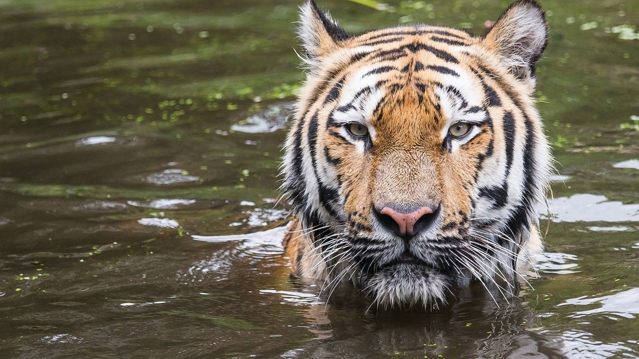 Обои тигр, морда, водоем, хищник, купание, дикая кошка, tiger, face, pond, predator, bathing, wild cat разрешение 2048x1365 Загрузить