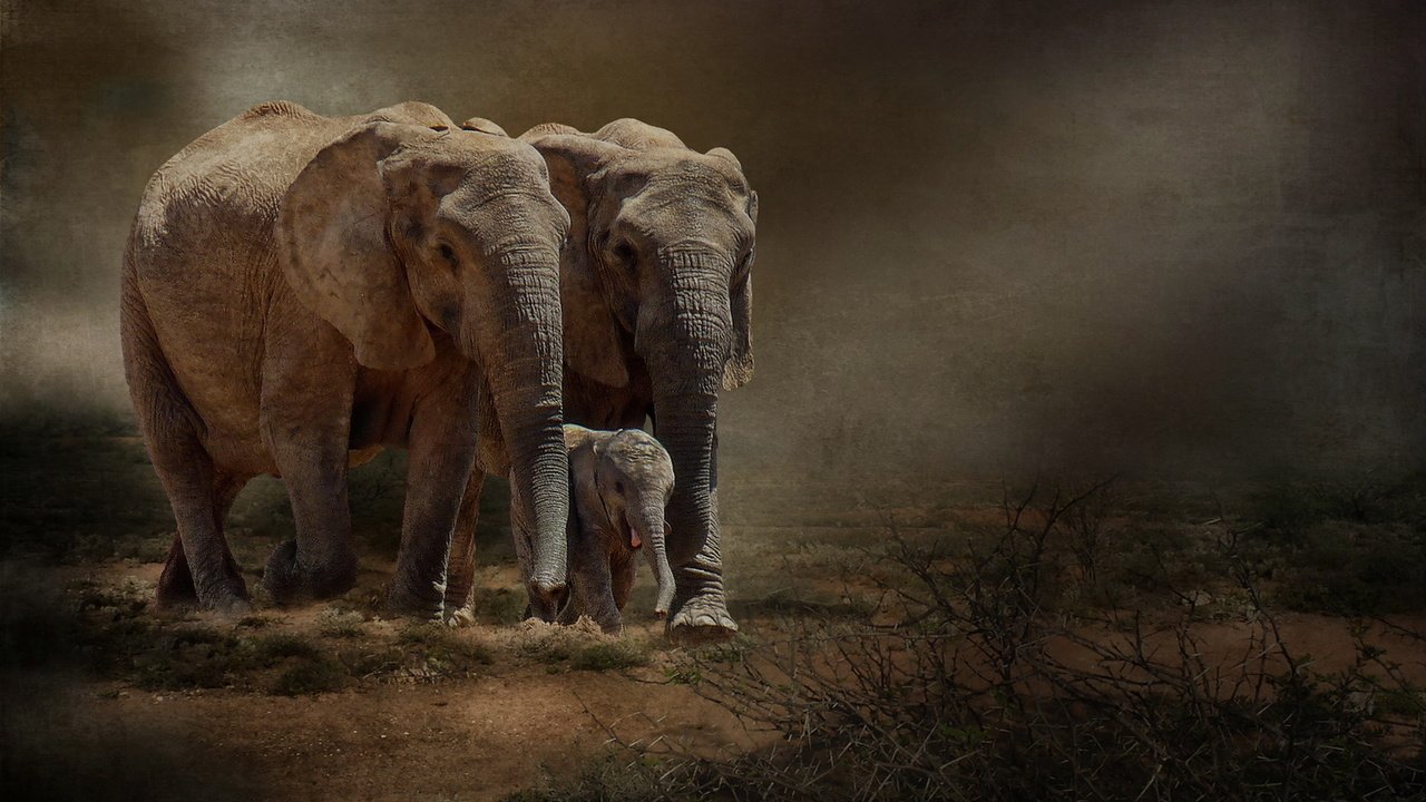 Обои природа, фон, слоны, nature, background, elephants разрешение 1920x1217 Загрузить