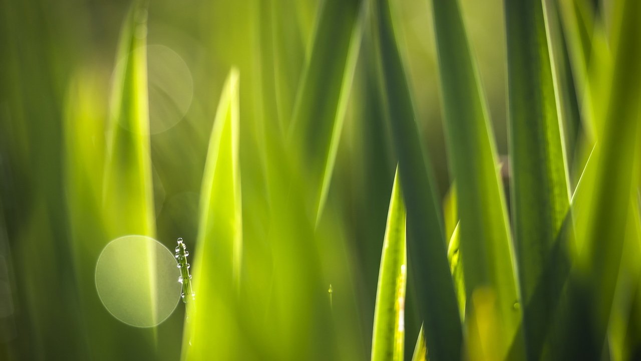 Обои трава, природа, зелень, макро, grass, nature, greens, macro разрешение 1920x1200 Загрузить