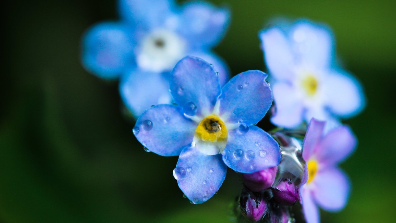 Обои роса, капли, незабудки, голубые, цветки, rosa, drops, forget-me-nots, blue, flowers разрешение 5184x3456 Загрузить