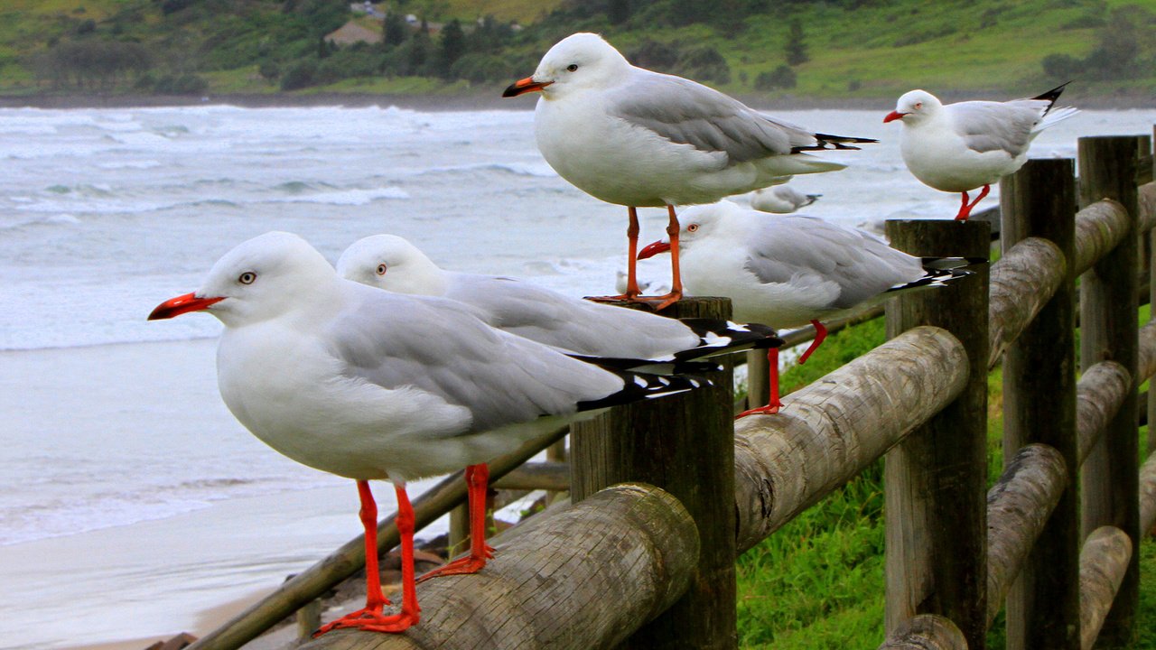 Обои волны, море, птицы, чайки, wave, sea, birds, seagulls разрешение 2336x1100 Загрузить