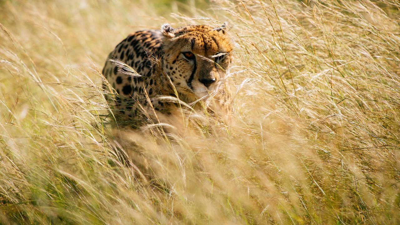 Обои трава, африка, охота, гепард, grass, africa, hunting, cheetah разрешение 2000x1331 Загрузить