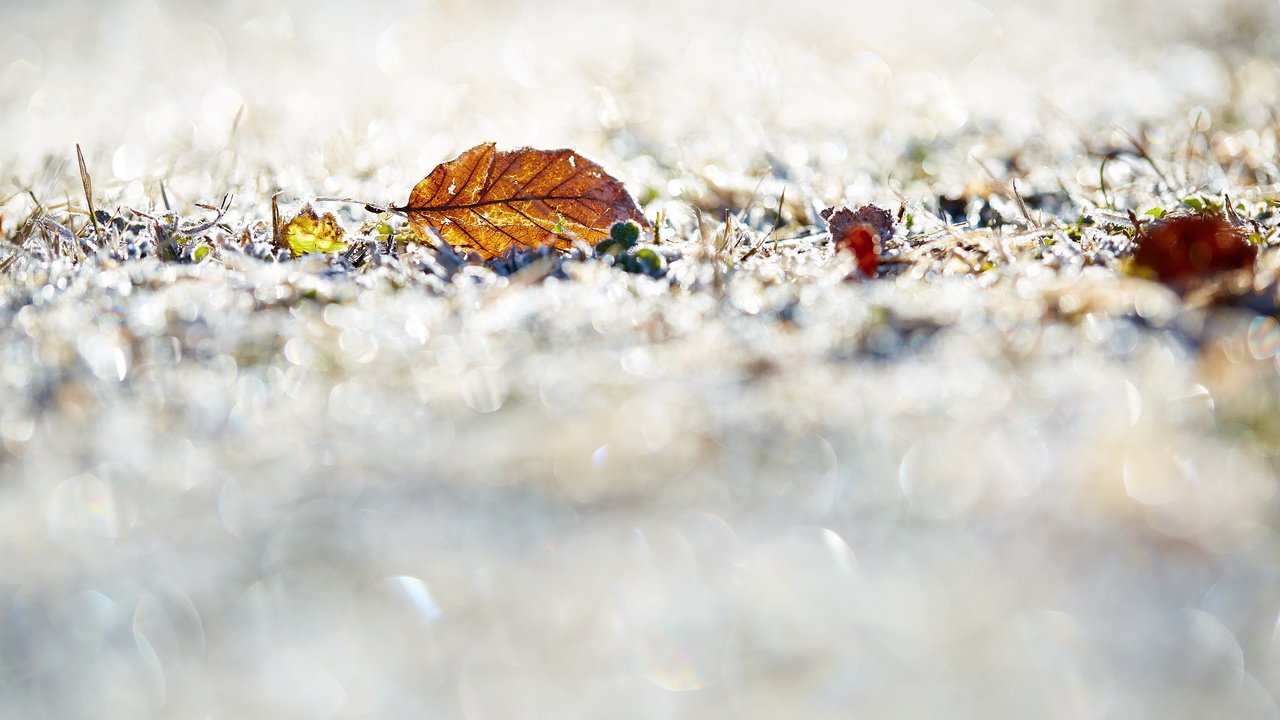 Обои трава, природа, листья, фон, grass, nature, leaves, background разрешение 2560x1707 Загрузить