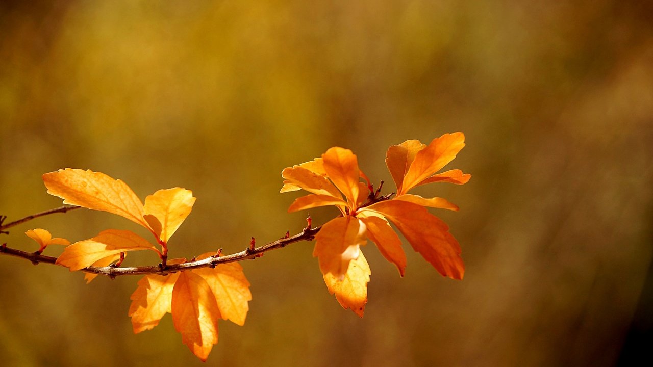 Обои ветка, листья, макро, осень, боке, branch, leaves, macro, autumn, bokeh разрешение 2880x1914 Загрузить