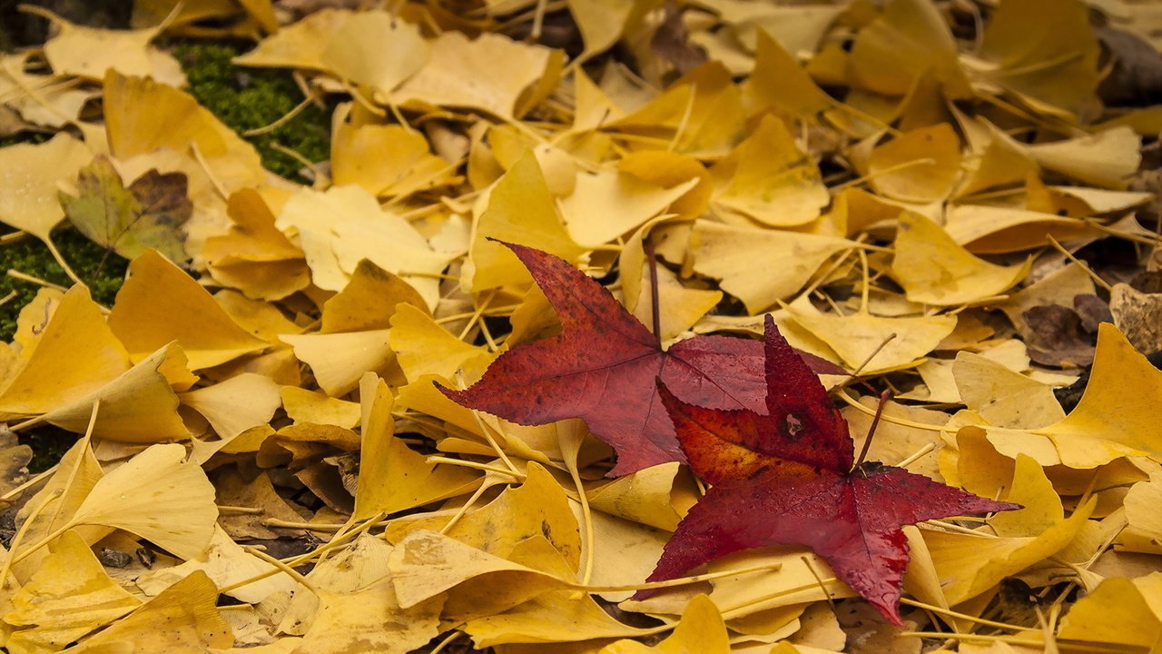 Обои природа, листья, осень, nature, leaves, autumn разрешение 1920x1280 Загрузить