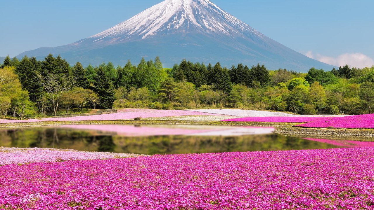 Обои цветы, лес, гора, япония, фотограф, фудзи, kenji yamamura, flowers, forest, mountain, japan, photographer, fuji разрешение 2048x1367 Загрузить