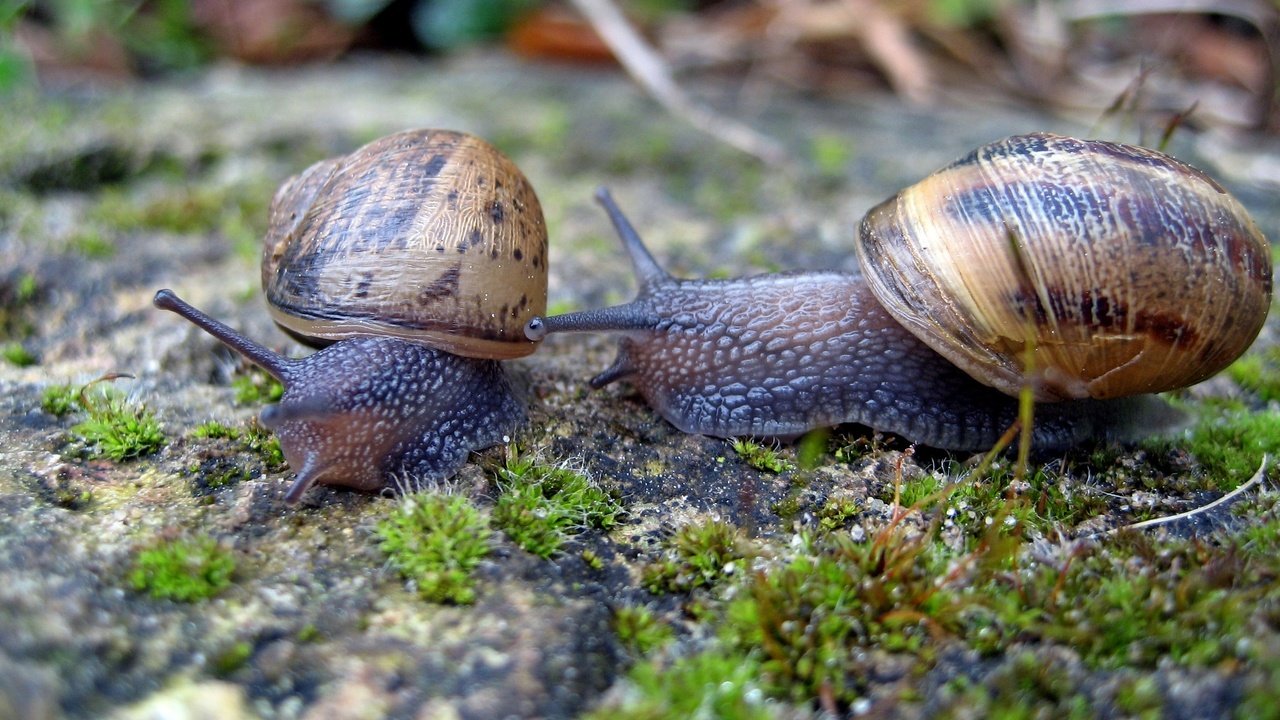 Обои макро, мох, улитки, рожки, раковина, брюхоногие моллюски, macro, moss, snails, horns, sink, gastropods разрешение 2816x1877 Загрузить