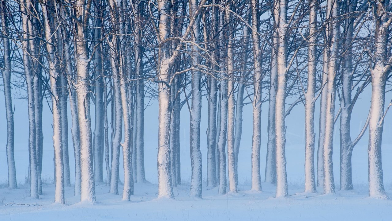 Обои деревья, снег, зима, швеция, швеции, готланд, trees, snow, winter, sweden, gotland разрешение 4256x2621 Загрузить