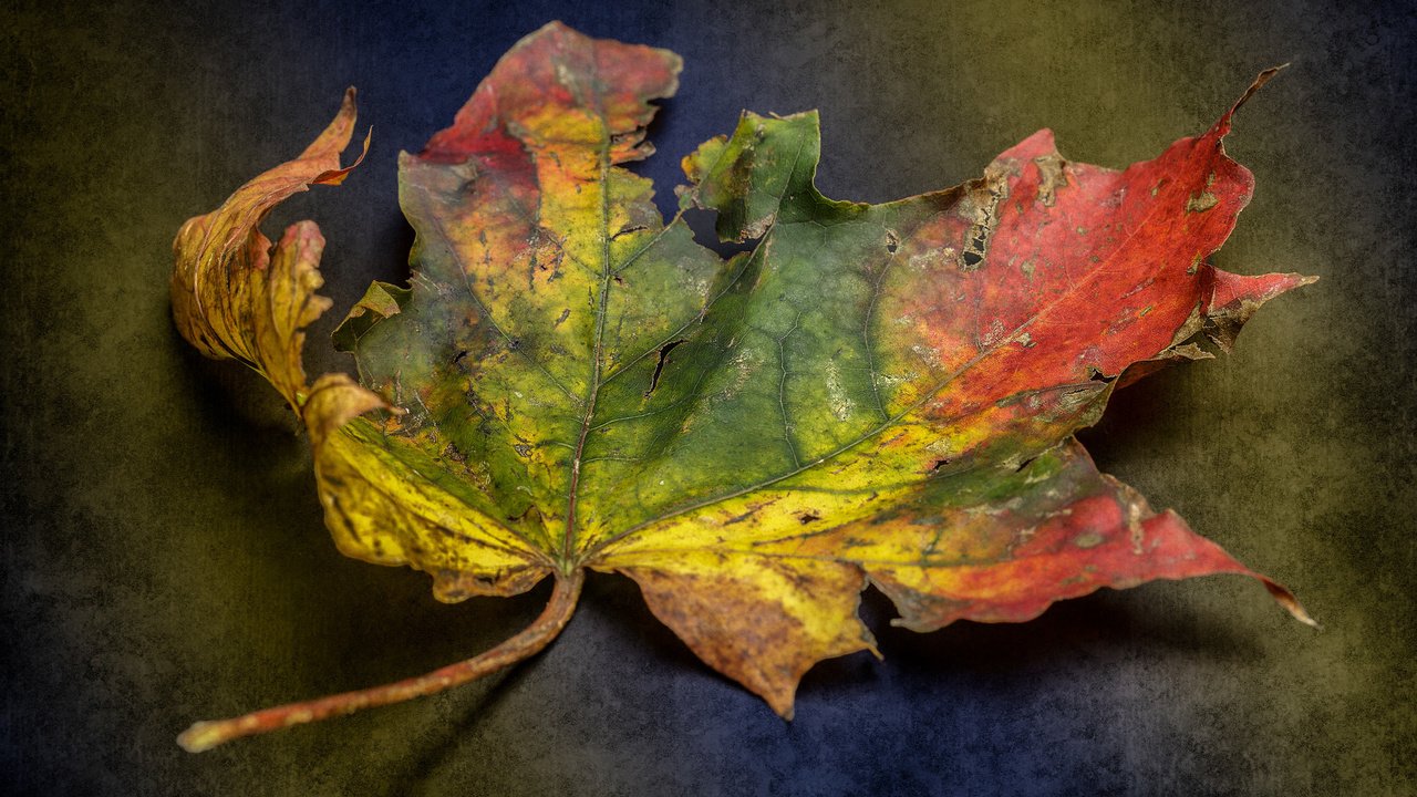 Обои природа, фон, осень, лист, етекстура, colour, decay, nature, background, autumn, sheet, texture разрешение 2048x1365 Загрузить