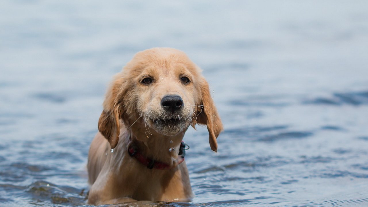 Обои вода, взгляд, собака, щенок, друг, water, look, dog, puppy, each разрешение 1920x1150 Загрузить