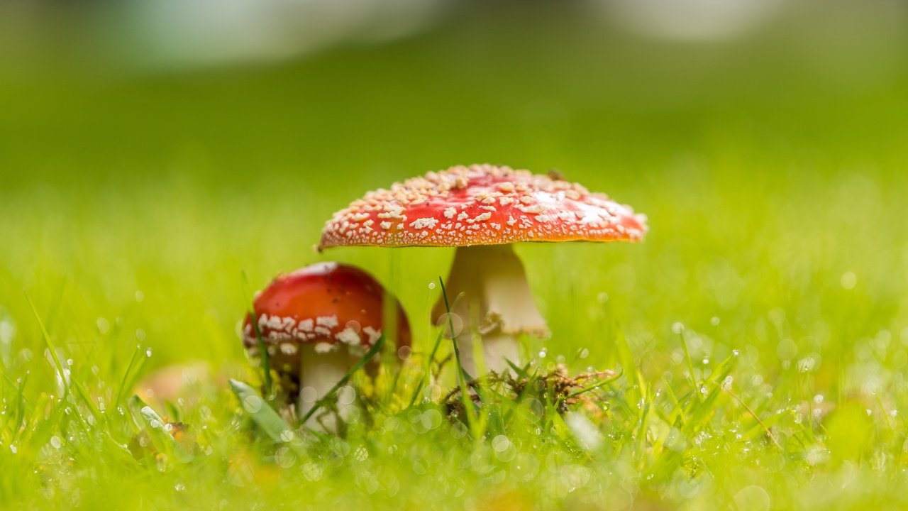 Обои природа, фон, грибы, nature, background, mushrooms разрешение 4793x2662 Загрузить