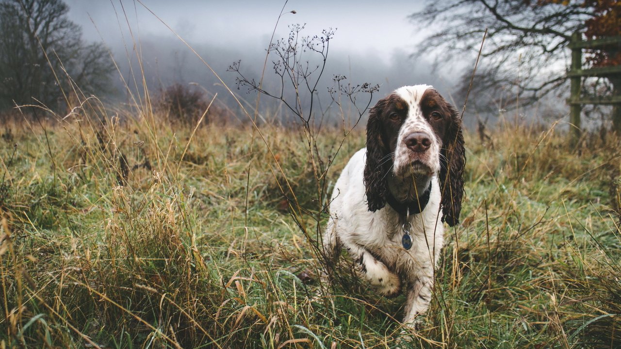 Обои туман, собака, друг, спаниель, fog, dog, each, spaniel разрешение 3000x2000 Загрузить