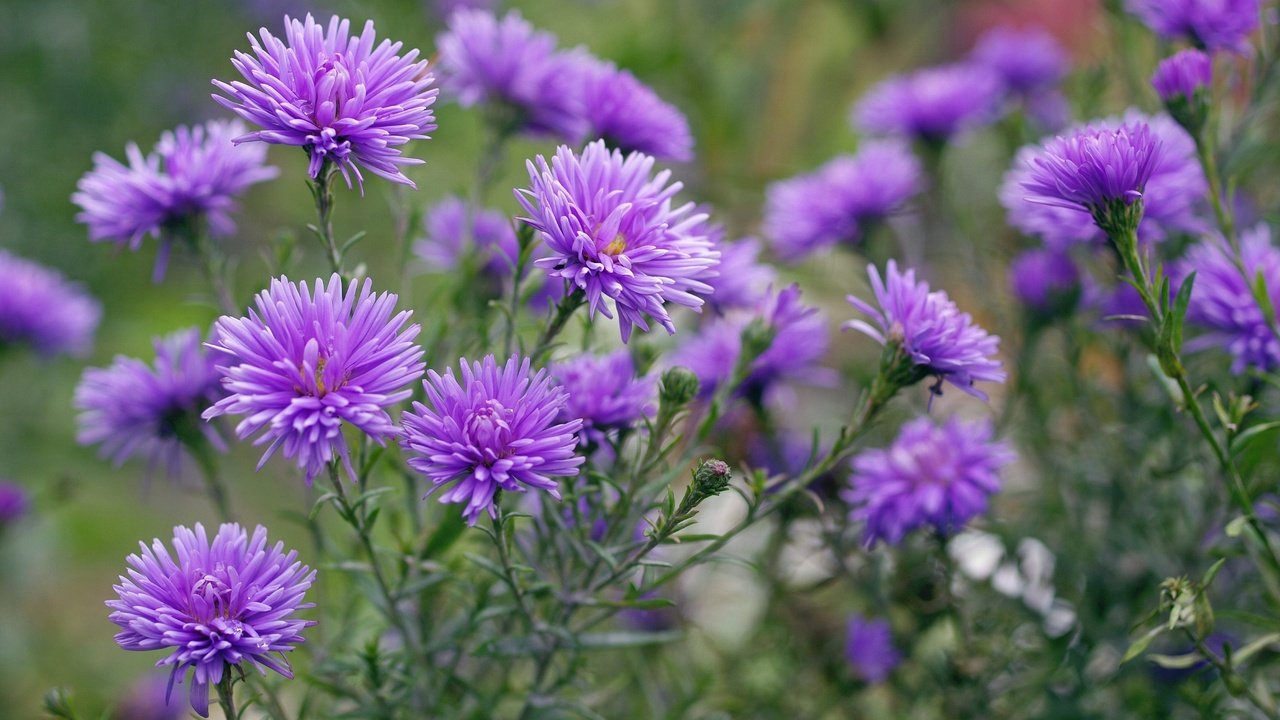 Обои цветы, макро, фиолетовые, астры, flowers, macro, purple, asters разрешение 2232x1484 Загрузить