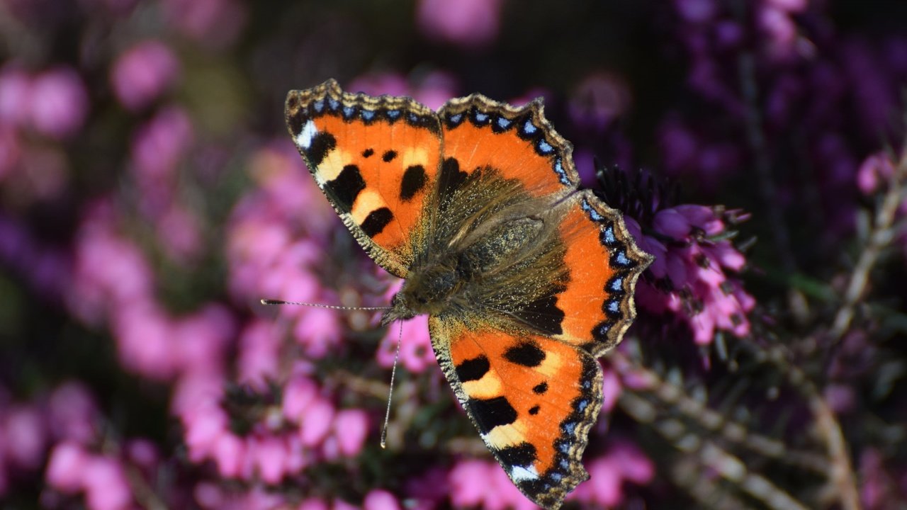 Обои насекомое, бабочка, крылья, вереск, insect, butterfly, wings, heather разрешение 2048x1332 Загрузить