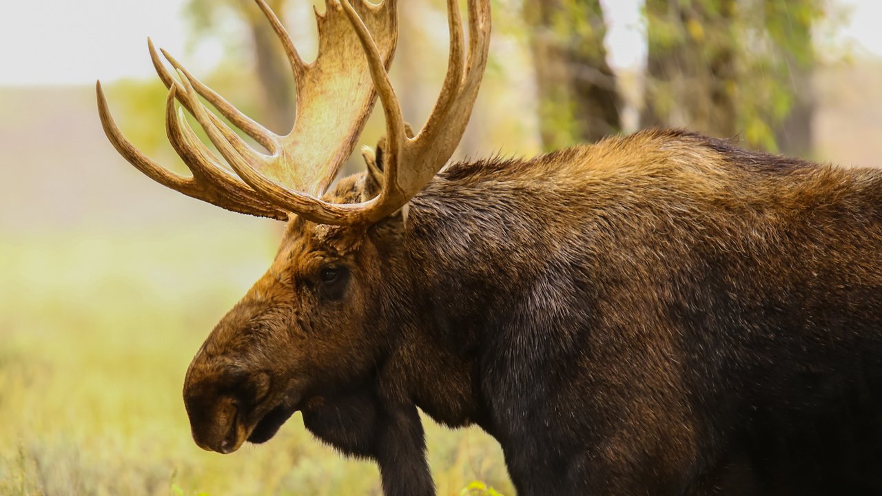 Обои природа, профиль, животное, рога, лось, nature, profile, animal, horns, moose разрешение 2040x1632 Загрузить