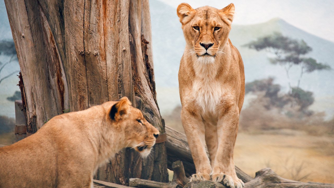 Обои дерево, пейзаж, африка, саванна, львицы, tree, landscape, africa, savannah, lioness разрешение 2880x1800 Загрузить