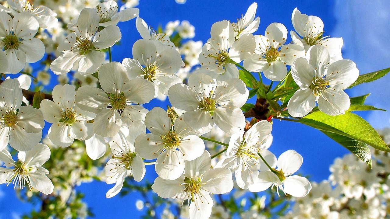 Обои небо, цветы, ветки, вишенка, флора, the sky, flowers, branches, cherry, flora разрешение 2001x1293 Загрузить